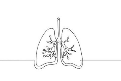 Système respiratoire